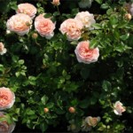 Сколько стоит кустовая роза: описание и особенности выбора