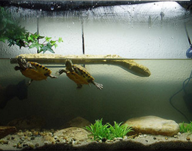 Сколько стоит аквариум для черепах