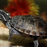 Сколько стоят домашняя водная и сухопутная черепахи
