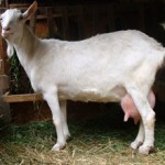 Живая коза: сколько стоит и параметры выбора