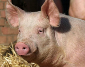 Сколько стоит живая свинья