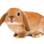Сколько в среднем стоит живой домашний кролик?