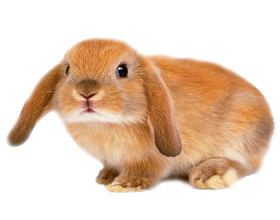 Сколько стоит карликовый кролик в зоомагазине?