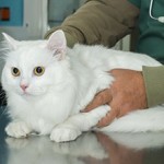 Сколько в среднем стоит обследование кошки у ветеринара?