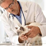 Сколько в среднем стоит консультация ветеринарного врача?