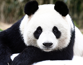 Сколько стоит живая панда в России и можно ли ее купить?