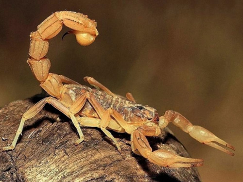 Древесный скорпион