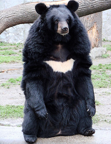 Тибетский медведь