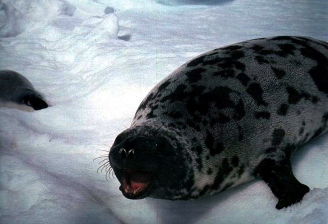 Тюлень-хохлач