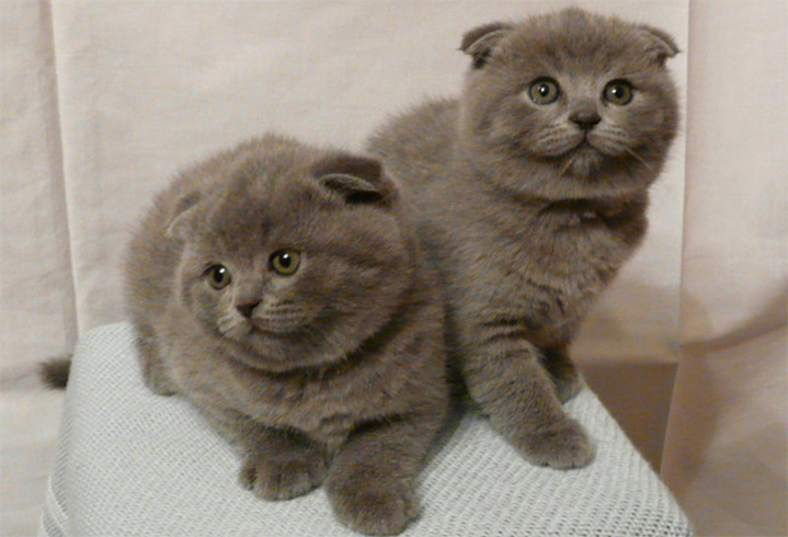 2 милых котенка
