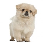 Сколько стоит собака породы пекинес и от чего зависит стоимость?
