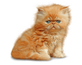 Сколько в среднем стоит персидская кошка и где ее можно купить?