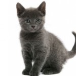 Сколько стоит русская голубая кошка и от чего зависит цена