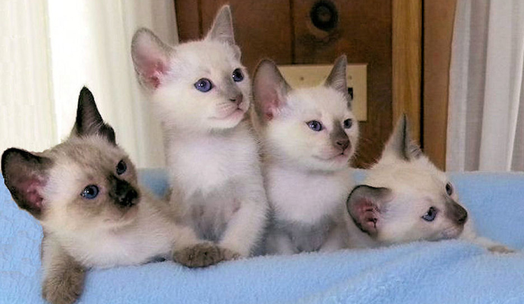 Кошки породы тайская сколько стойте thumbnail