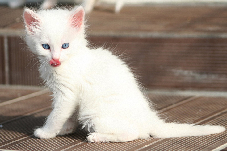 Красивый котенок турецкой ангоры
