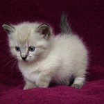 Сколько в среднем стоит котенок манчкин — особенности и расценки