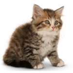 Сколько стоит сибирский котенок и от чего зависит стоимость?