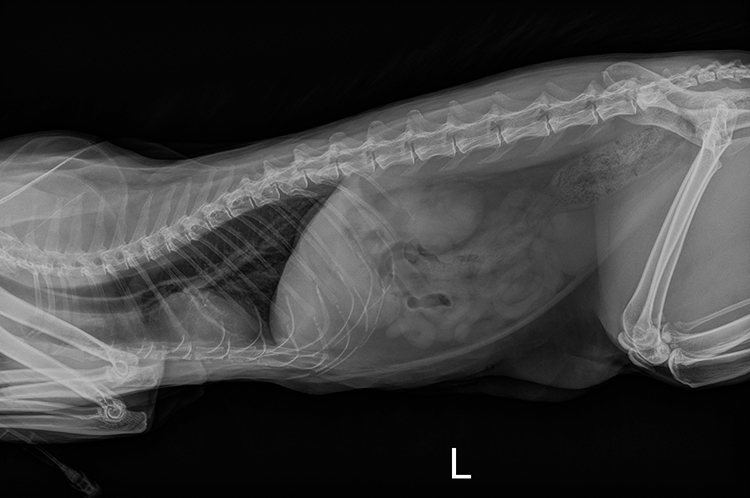 Рентген кошке