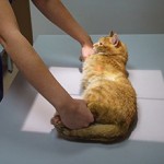 Сколько стоит сделать рентген кошке и от чего зависит цена