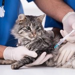 Сколько стоит сделать прививку от бешенства коту?