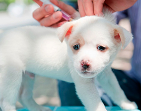 Сколько стоит прививка от бешенства собаке