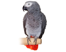 Попугай Жако: сколько стоит и где купить