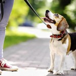 Сколько в среднем стоят услуги по выгулу собаки?