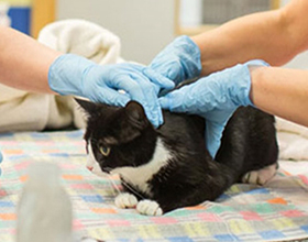 Сколько стоит стерилизация кошки?