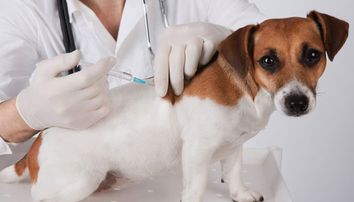 Ветеринар делает прививку щенку
