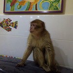 Сколько стоит домашняя обезьяна: виды и цены