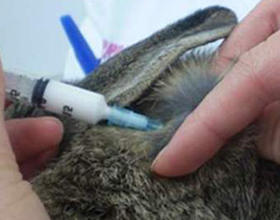 Сколько стоит прививка для декоративного кролика?