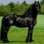 Сколько стоит фризская лошадь и от чего зависит стоимость?