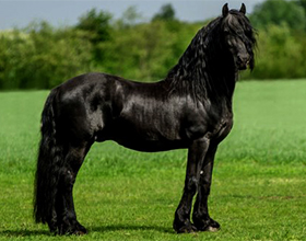 Сколько стоит фризская лошадь и от чего зависит стоимость?