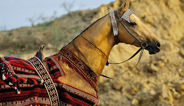 Конь ахалтекинской породы