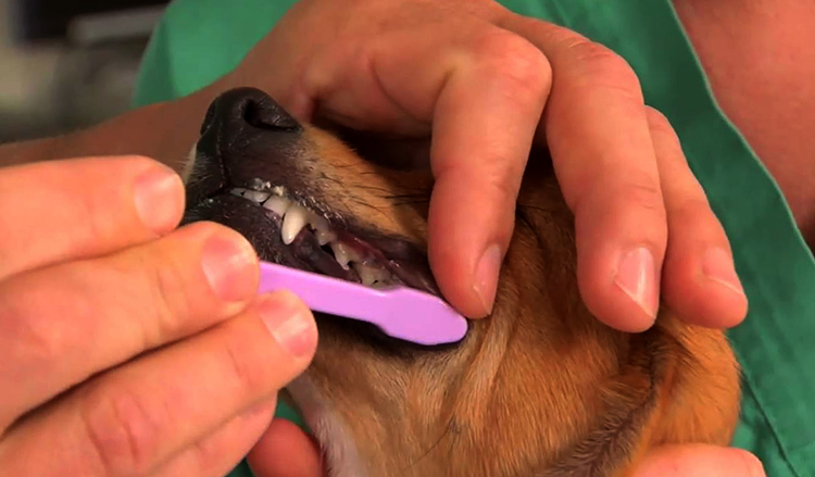 Профессиональная чистка зубов собаке