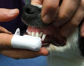 Сколько стоит почистить зубы собаки: цены и особенности
