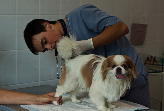 Профессиональная чистка параанальных желез у собаки