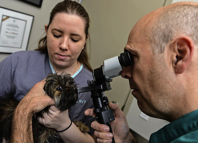 Ветеринар осматривает глаз собаке