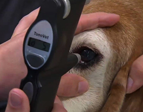 Сколько стоит операция по удалению катаракты собаке