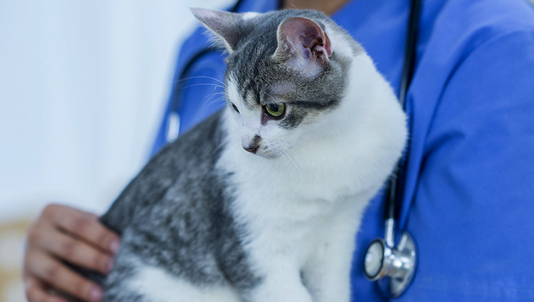 Кошка с пиометрой у ветеринара