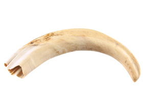 Сколько стоит слоновая кость — примерные цены