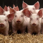 Во сколько обойдется выращивание свиньи?