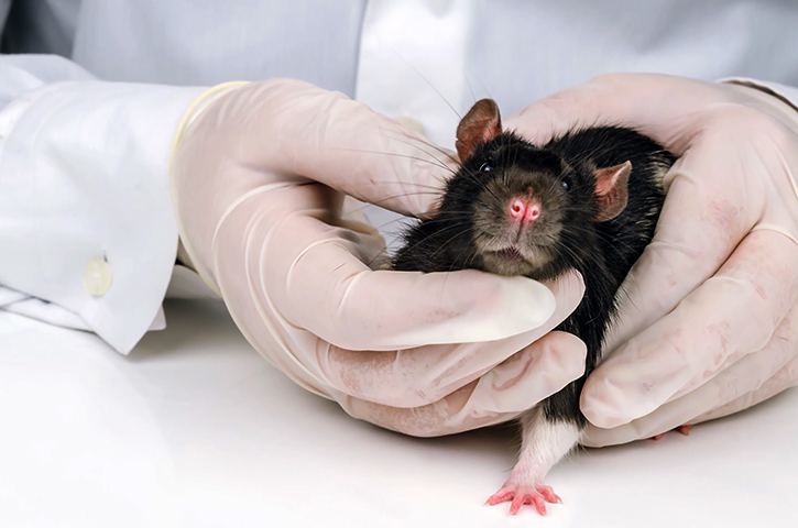 Крыса перед операцией