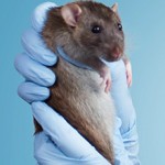 Сколько стоит кастрировать крысу — средние цены
