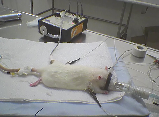 Операция по кастрации у крысы
