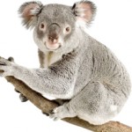 Сколько стоит живая коала и можно ли ее купить?