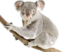 Сколько стоит живая коала и можно ли ее купить?