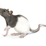 Сколько стоит домашняя крыса: виды и цены
