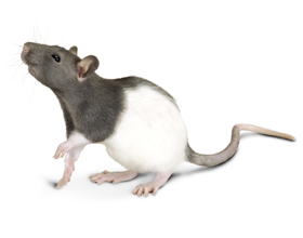 Сколько стоит домашняя крыса: виды и цены