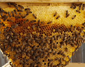 Сколько в среднем стоит семья пчел с ульем?